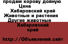 продам корову дойную  › Цена ­ 60 000 - Хабаровский край Животные и растения » Другие животные   . Хабаровский край